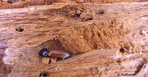 <i>Ampedus melanurus</i> Mulsant & Guillebeau, 1855 © 