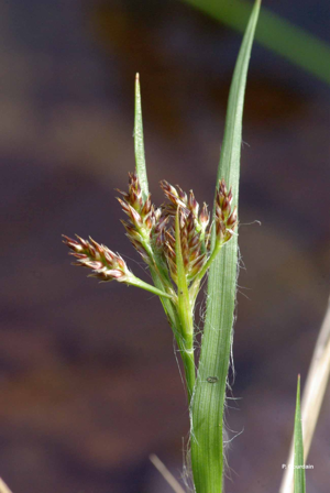 <i>Luzula multiflora </i>subsp.<i> multiflora</i> (Ehrh.) Lej., 1811 © P. Gourdain