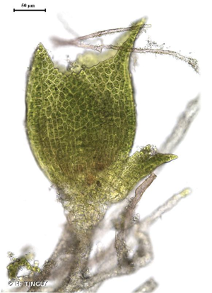 <i>Fissidens exilis</i> Hedw., 1801 © H. TINGUY