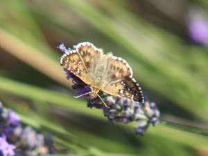 Pyrgus cirsii.jpg © djibb