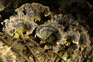 <i>Trametes versicolor</i> (L. : Fr.) Lloyd © Michel Garnier