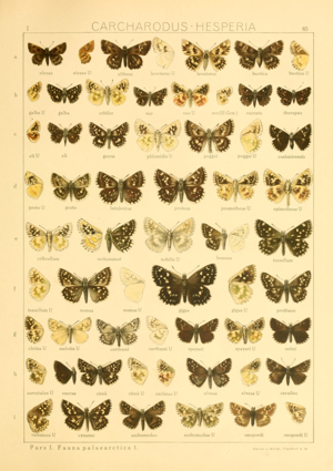 Macrolepidoptera01seitz 0177.jpg © Commons