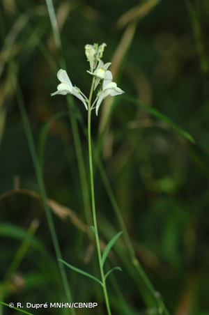 <i>Linaria </i>x<i> sepium</i> Allman, 1843 © R. Dupré MNHN/CBNBP