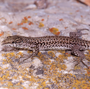 <i>Podarcis liolepis cebennensis</i> Guillaume & Geniez <i>in</i> Fretey, 1986 © J.-C. de Massary