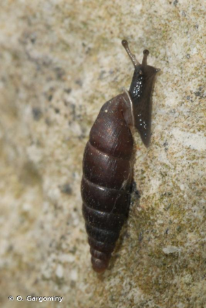 <i>Clausilia rugosa parvula</i> (A. Férussac, 1807) © O. Gargominy