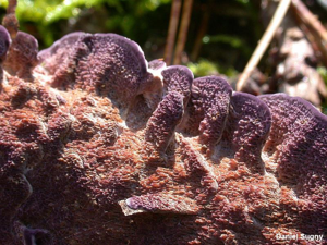 <i>Trichaptum abietinum</i> (Dicks. : Fr.) Ryvarden © D. Sugny