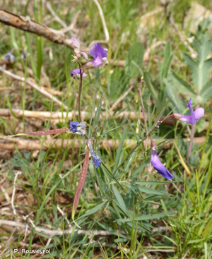<i>Lathyrus filiformis</i> (Lam.) J.Gay, 1857 © P. Rouveyrol