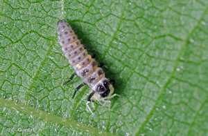 <i>Adalia decempunctata</i> (Linnaeus, 1758) © C. Quintin