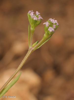 <i>Valerianella eriocarpa</i> Desv., 1809 © S. Filoche