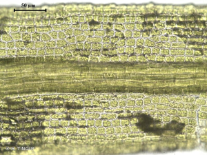 <i>Saelania glaucescens</i> (Hedw.) Broth., 1894 © H. TINGUY