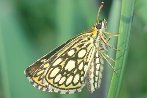 Heteropterus morpheus1.jpg © Holger Gröschl