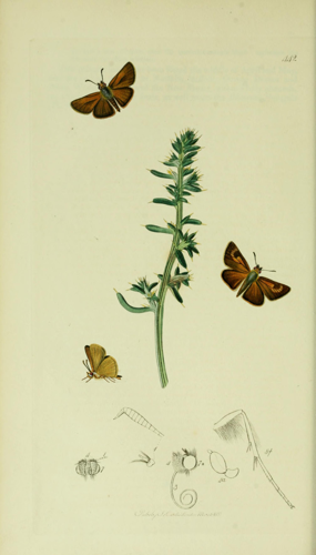 Britishentomologyvolume5Plate442.jpg © John Curtis