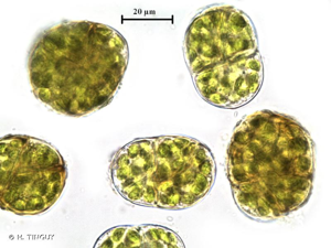 <i>Syntrichia latifolia</i> (Bruch ex Hartm.) Huebener, 1833 © H. TINGUY