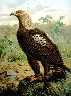 Impeagle.JPG © Commons