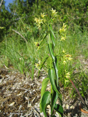 <i>Vincetoxicum hirundinaria </i>subsp.<i> hirundinaria</i> Medik., 1790 © P. Rouveyrol
