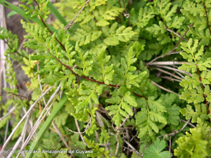 <i>Allosorus pteridioides</i> (Reichard) Christenh., 2012 © S. Sant/Parc Amazonien de Guyane