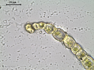 <i>Ptychostomum pallens</i> (Sw.) J.R.Spence, 2005 © H. TINGUY