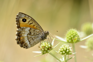 Arethusana arethusa1.jpg © Gilles San Martin
