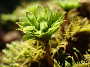 <i>Rhodobryum ontariense</i> (Kindb.) Kindb., 1898 © H. TINGUY