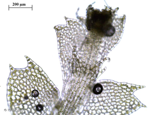 <i>Calypogeia arguta</i> Nees & Mont., 1838 © H. Tinguy
