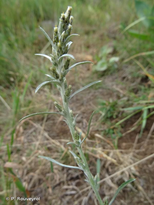 <i>Gnaphalium sylvaticum</i> L., 1753 © P. Rouveyrol