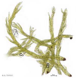 <i>Pseudotaxiphyllum elegans</i> (Brid.) Z.Iwats., 1987 © H. TINGUY