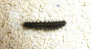 <i>Eilema complana</i> (Linnaeus, 1758) © F. Michalke