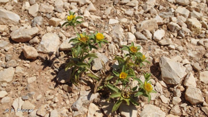 <i>Pallenis spinosa</i> (L.) Cass., 1825 © A.-H. Paradis & R. Poncet