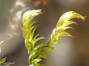 <i>Sciuro-hypnum plumosum</i> (Hedw.) Ignatov & Huttunen, 2002 © H. TINGUY