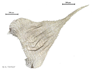 <i>Hyocomium armoricum</i> (Brid.) Wijk & Margad., 1961 © H. TINGUY