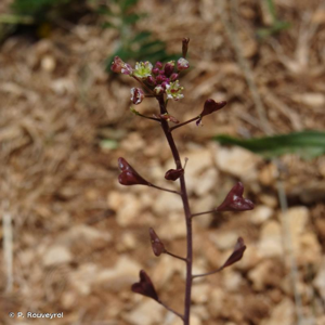 <i>Capsella bursa-pastoris </i>subsp.<i> rubella</i> (Reut.) Hobk., 1869 © P. Rouveyrol