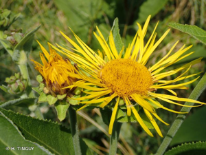 <i>Inula helenium</i> L., 1753 © H. TINGUY