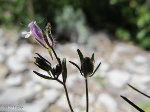 <i>Chaenorrhinum rubrifolium</i> (Robill. & Castagne ex DC.) Fourr., 1869 © H. Tinguy