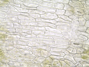 <i>Entosthodon obtusus</i> (Hedw.) Lindb., 1865 © H. TINGUY