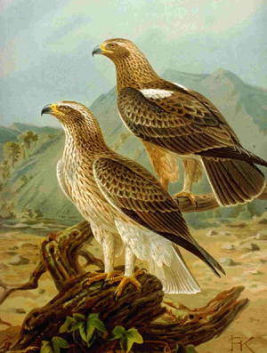 Booted Eagle NAUMANN.jpg © Commons