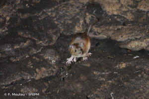 Rat surmulot © F. Moutou - SFEPM