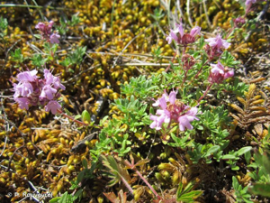 <i>Thymus dolomiticus</i> H.J.Coste, 1893 © P. Rouveyrol