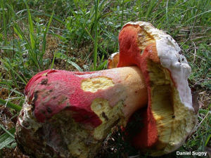<i>Boletus satanas</i> Lenz, 1831 © D. Sugny