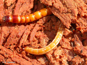 <i>Melanotus castanipes</i> (Paykull, 1800) © B. Calmont
