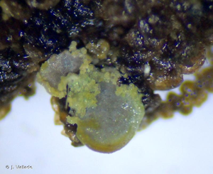 <i>Normandina pulchella</i> (Borrer) Nyl., 1861 © J. Vallade