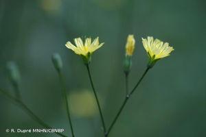 <i>Lapsana communis </i>subsp.<i> communis</i> L., 1753 © R. Dupré MNHN/CBNBP