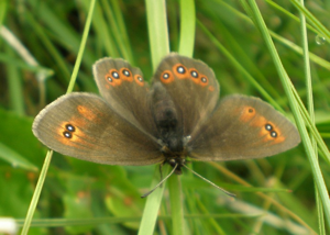 Erebia oeme anvers 2.jpg © Joan Carles Hinojosa Galisteo