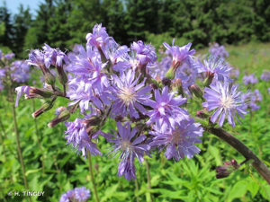<i>Lactuca plumieri</i> (L.) Gren. & Godr., 1850 © H. TINGUY