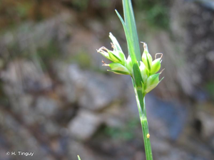 <i>Carex olbiensis</i> Jord., 1846 © H. Tinguy