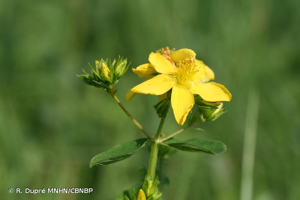 <i>Hypericum </i>x<i> desetangsii</i> Lamotte, 1874 © R. Dupré MNHN/CBNBP