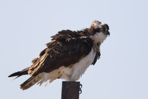 Pandion haliaetus - Osprey.jpg © מינוזיג