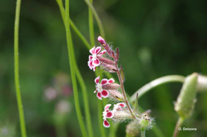 <i>Silene gallica</i> L., 1753 © O. Delzons