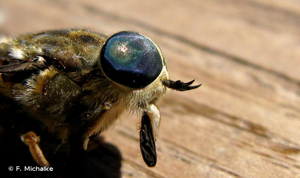 <i>Tabanus bromius</i> Linnaeus, 1758 © F. Michalke