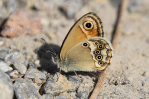 Coenonympha dorus1.jpg © Commons