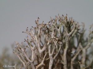 <i>Cladonia rangiformis</i> Hoffm., 1796 © A.-H. Paradis & R. Poncet